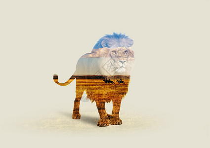 动物狮子元素狮子设计图片
