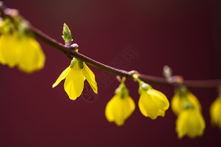 金钟花花朵金钟花高清图片