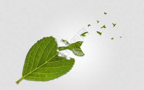 树叶白底素材叶子小鸟设计图片