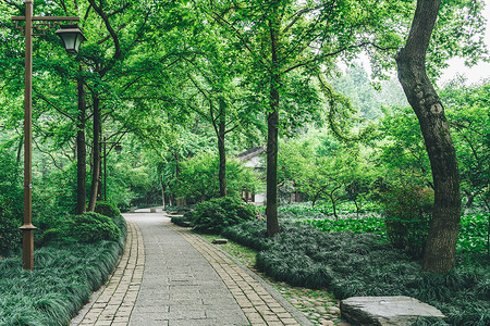 小中甸花海植物园花草树木背景