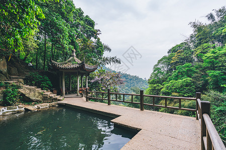 花卉背景夏天春荡池高清图片