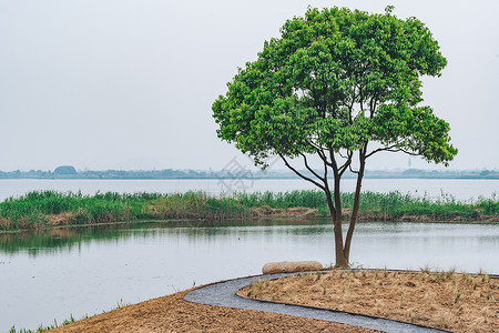 德清下渚湖湿地高清图片