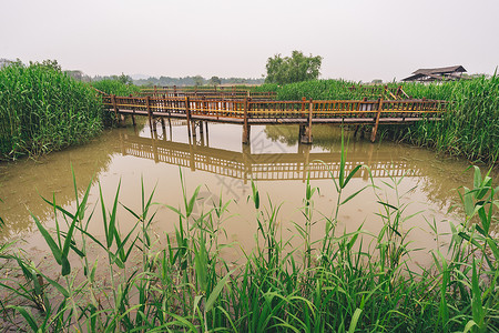 德清下渚湖湿地背景图片