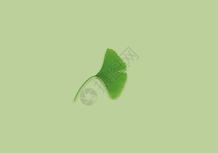 绿色蒲扇叶幸运叶设计图片