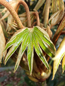 植物背景图片