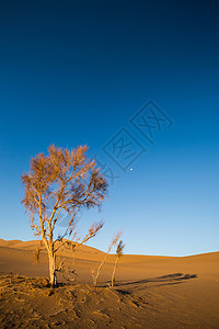 意志坚定沙漠里的枯树背景