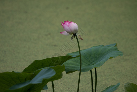 荷花背景图片