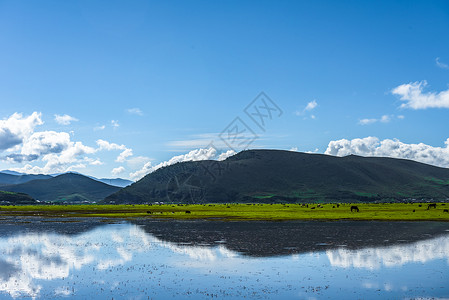 杜鹃花树香格里拉的春天背景