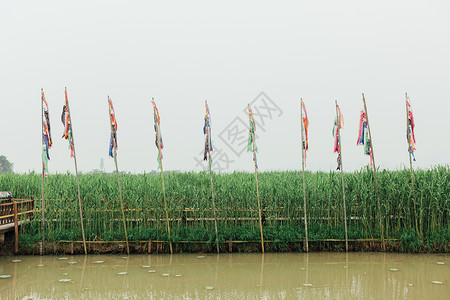德清下渚湖湿地背景图片