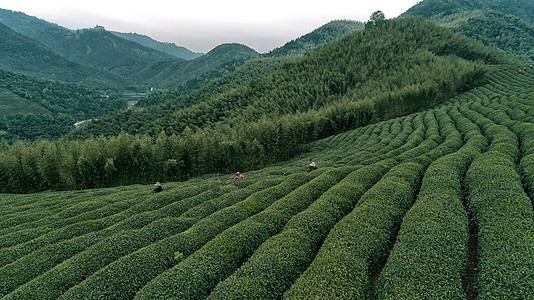 自然茶园茶叶采茶人高清图片