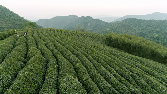 自然茶园茶叶采茶人图片