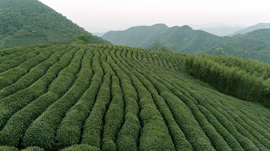 自然茶园茶叶采茶人图片