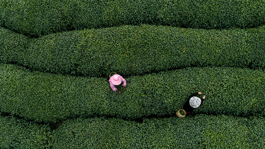 绿色迷宫自然茶园茶叶采茶人背景