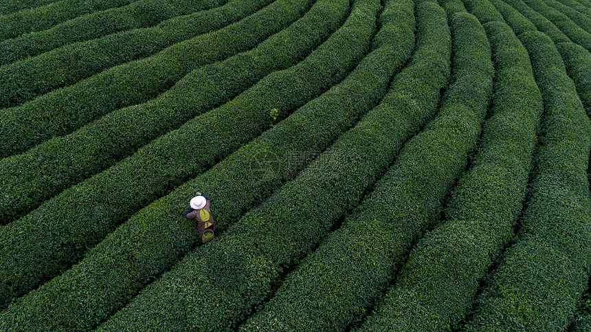 自然茶园茶叶采茶人图片