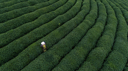 自然茶园茶叶采茶人高清图片