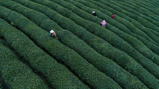 杭州莫干山自然茶园茶叶采茶人背景