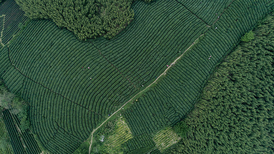 杭州莫干山自然茶园茶叶采茶人背景