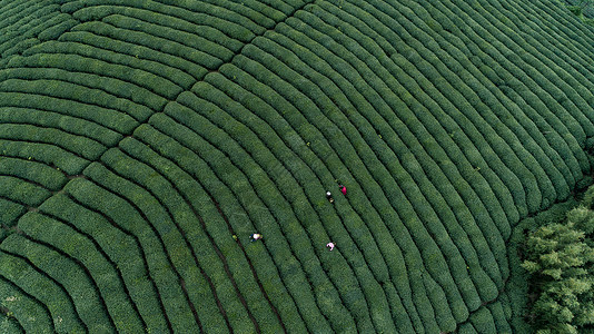 杭州莫干山自然茶园茶叶采茶人背景