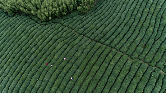 杭州莫干山自然茶园茶叶采茶人背景