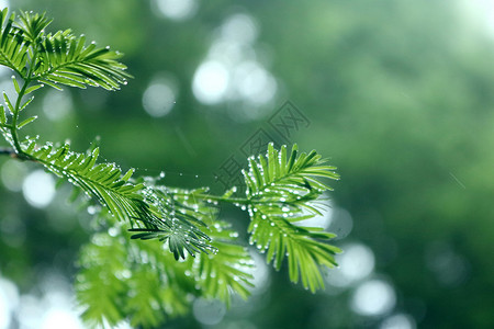 雨滴菲律宾铁树高清图片