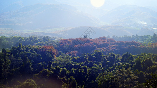 热带风情木桥远眺热带风情橡胶林热带雨林背景