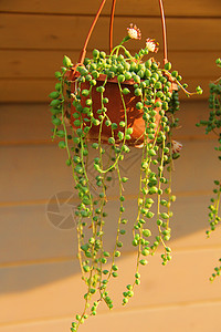 阳光下茁壮生长的吊篮盆栽背景图片