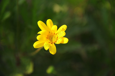 黄色小花图片