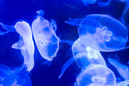 海洋生物水母灯光下的水母背景