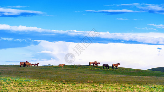 绿地草坪内蒙草原上自由自在的马背景