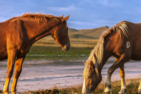 草原上吃草的枣红马背景图片