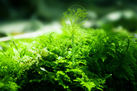 苔藓地面科技大脑设计图片