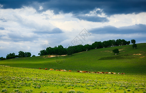 大草原上的羊群高清图片