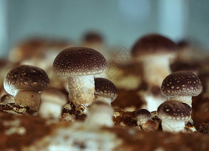 椴木冬菇菌棒上的香菇背景