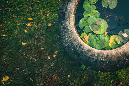 院落一角圆形水滴植物高清图片