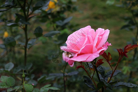 黄色月季花月季花 花蕾背景