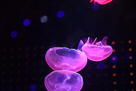 水母特写水母  海洋生物背景