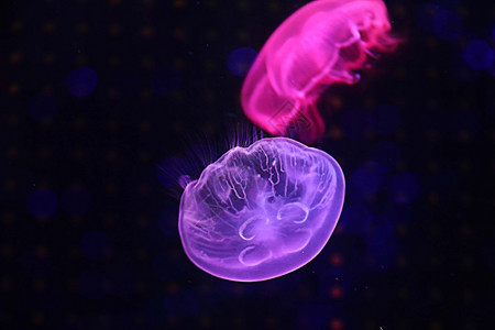 水母特写水母  海洋生物背景