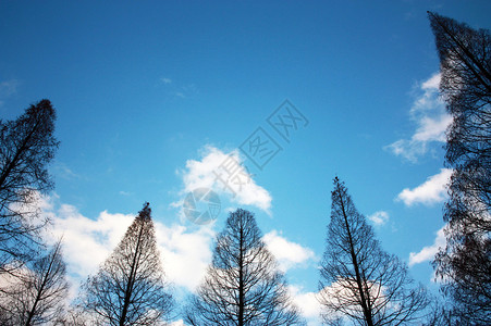 蓝天白云下的杉树背景图片