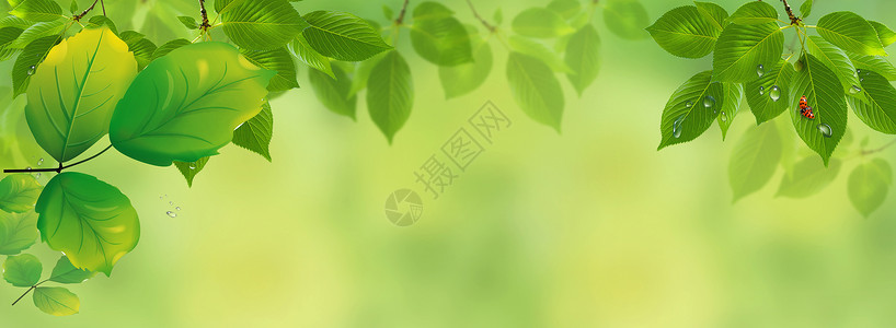 彩铅树枝素材绿色自然banner设计图片