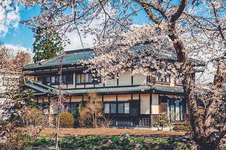 蓝色樱花背景日本的寺庙背景