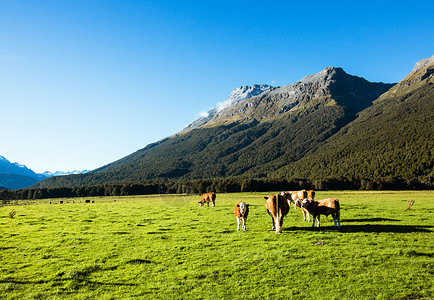 免灾新西兰南岛草原上的牛羊背景