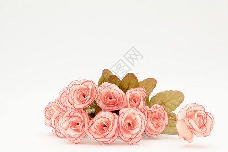 粉色玫瑰花留白背景图片