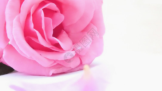 白色粉色玫瑰花特写图片