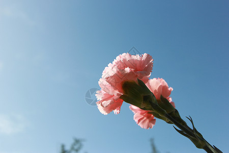 春天的礼物粉色的花康乃馨背景