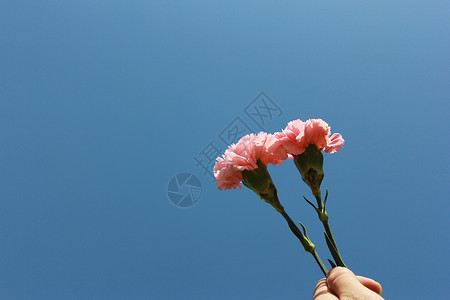 粉红色底素材粉色的花康乃馨背景