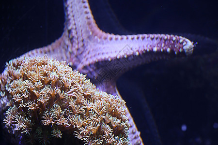 海底世界 海星 海马图片