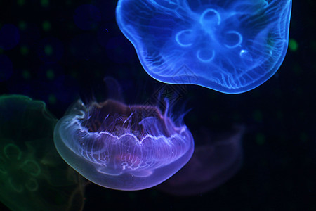 水母特写水母  海洋生物背景