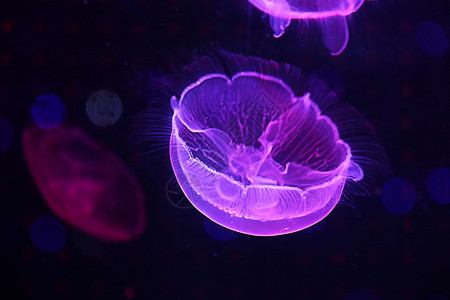 水母特写水母  海洋生物背景