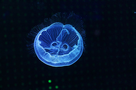 观赏水母水母  海洋生物背景