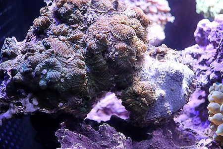 海星鱼海底世界 海星 海马背景